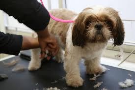 Cat relaxing during grooming